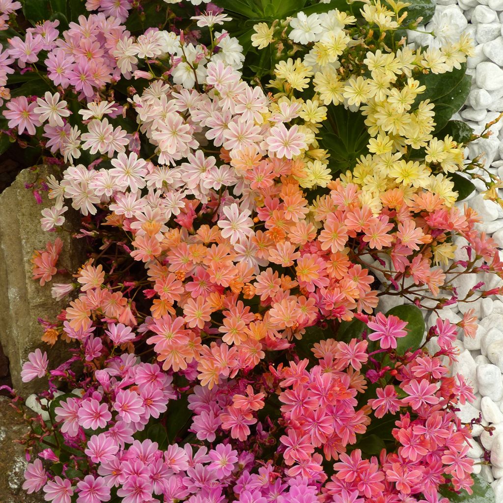 Kesälewisia Elise Mix (siemenet)