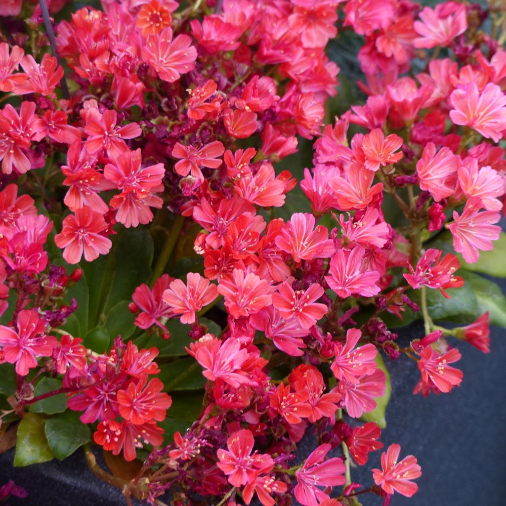 Kesälewisia Elise Ruby Red (siemenet)