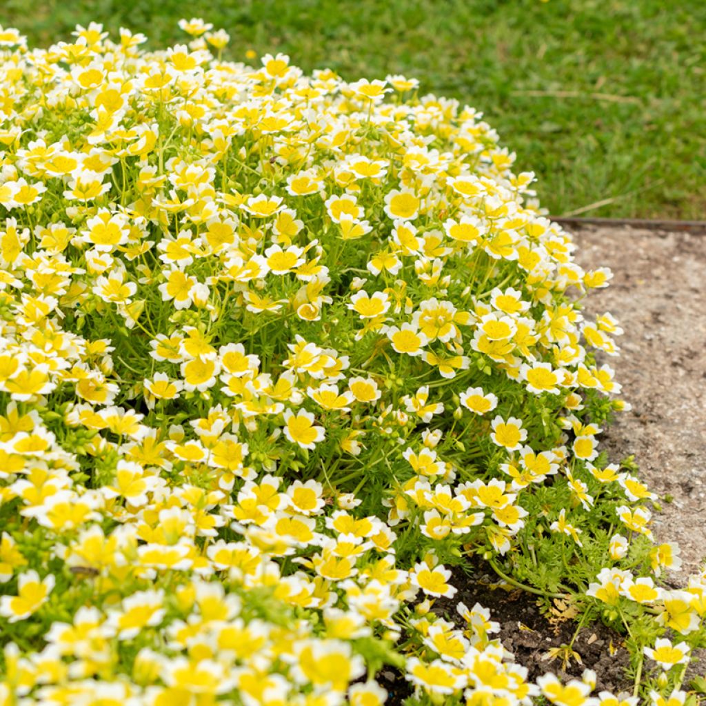Hilppa (siemenet) - Limnanthes douglasii