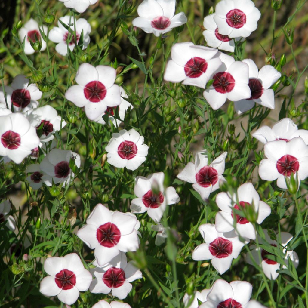 Somapellava Bright Eyes (siemenet)