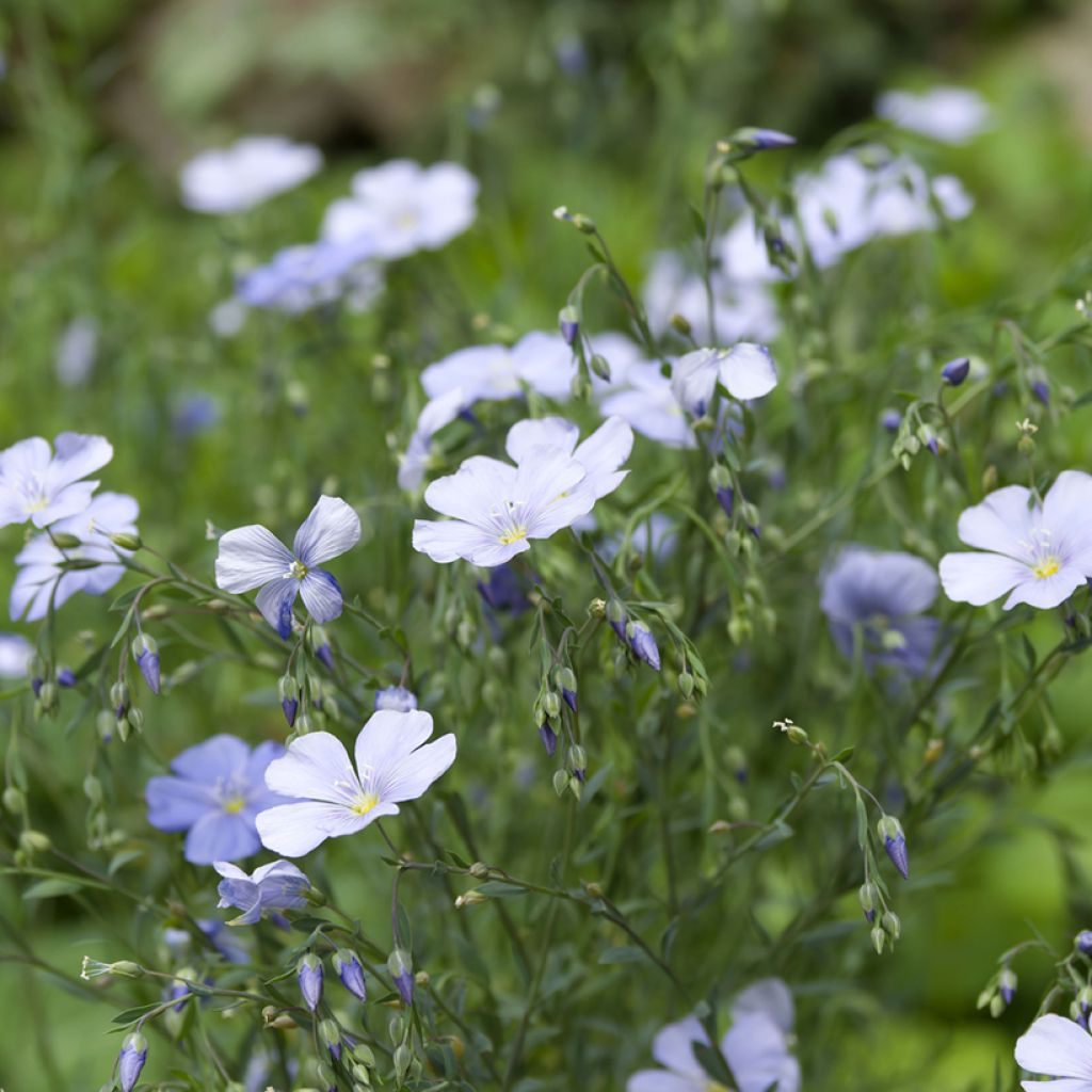 Sinipellava (siemenet) - Linum perenne