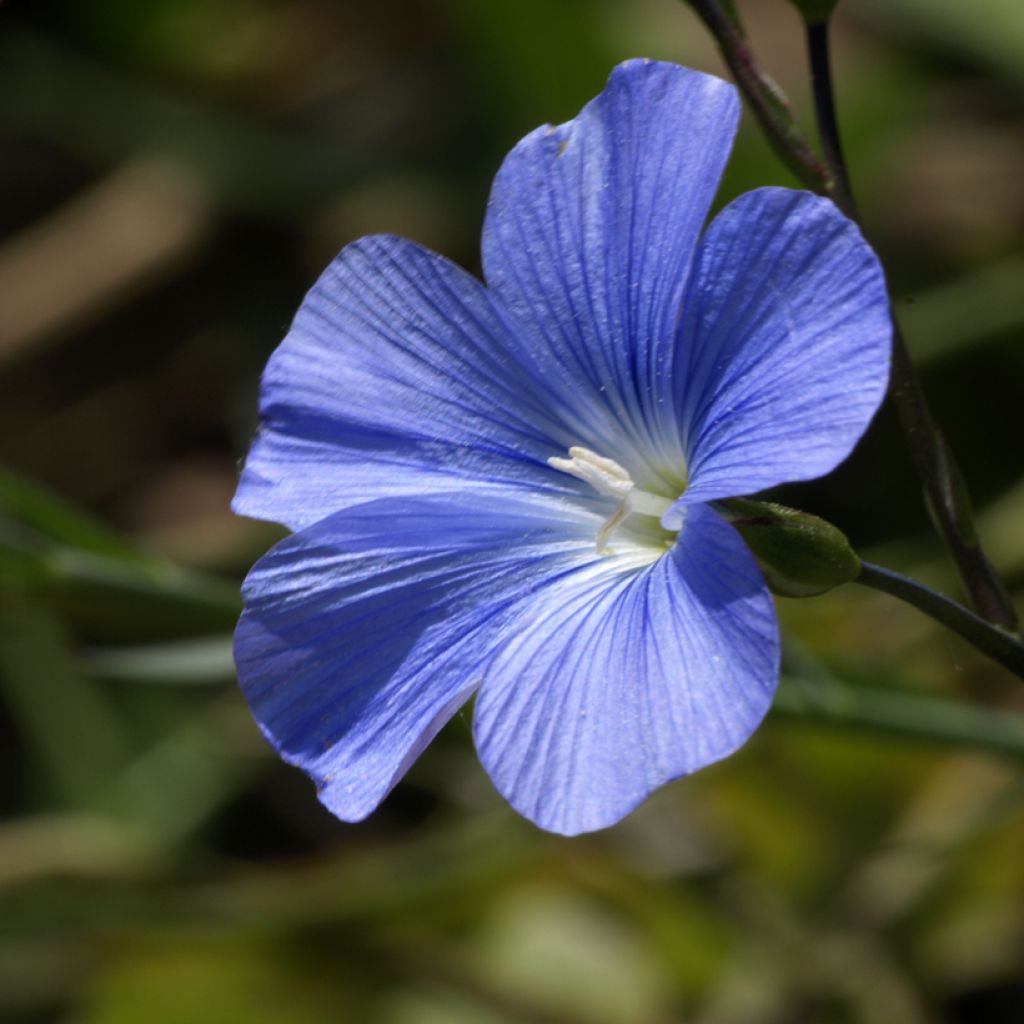 Sinipellava Saphir (siemenet)