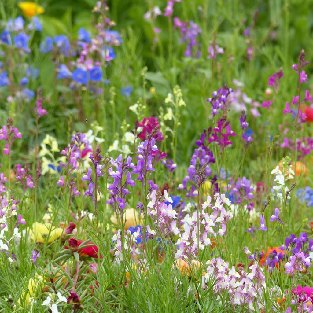 Marokonkannusruoho Fairy Bouquet mix (siemenet)