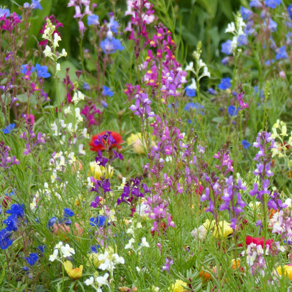 Marokonkannusruoho Fairy Bouquet mix (siemenet)