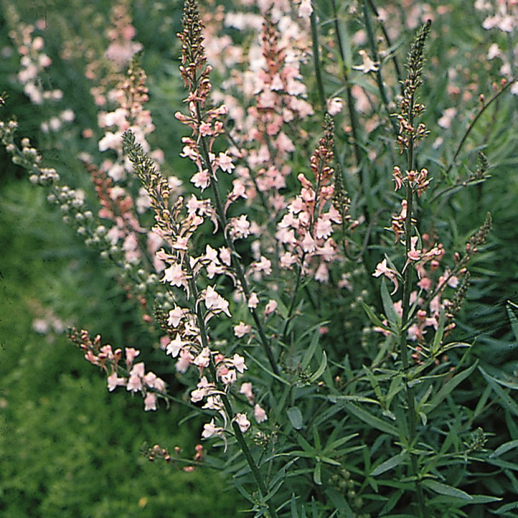 Purppurakannusruoho Canon J. Went (siemenet)