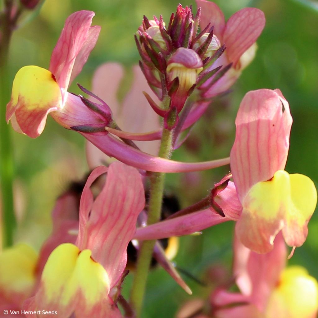 Marokonkannusruoho Licilia Peach (siemenet)