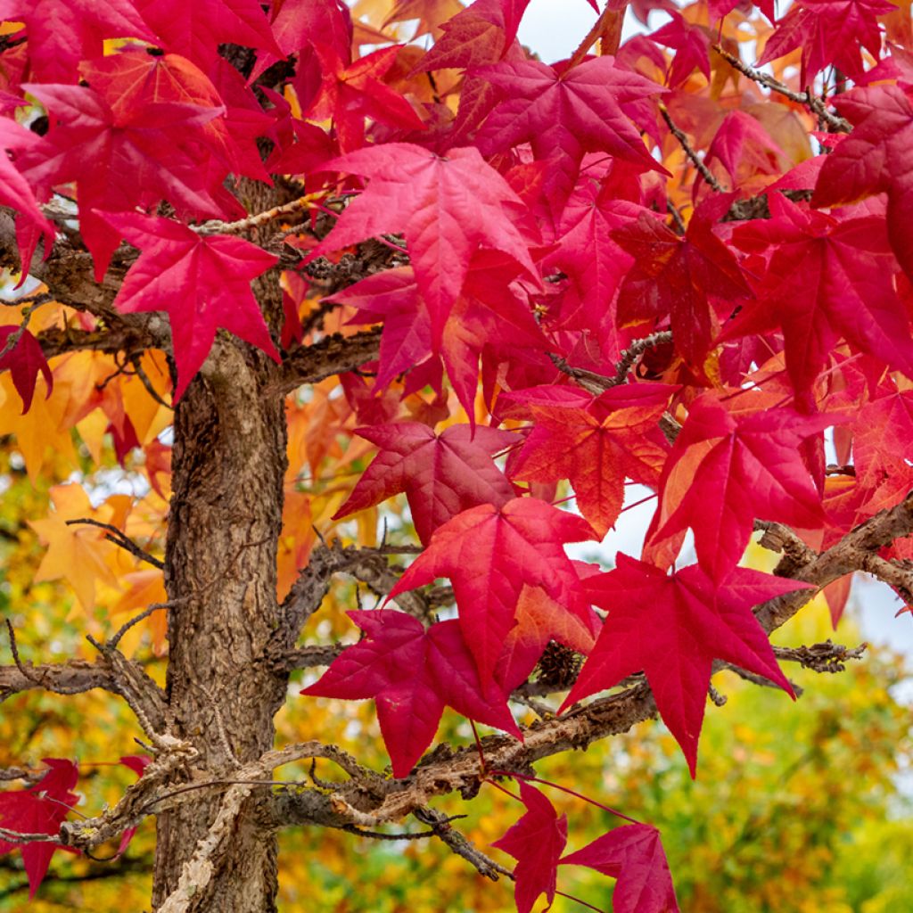 Lännenambrapuu (siemenet) - Liquidambar styraciflua