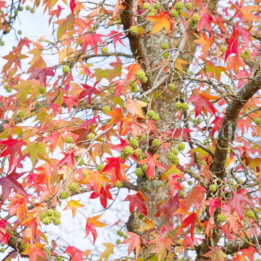 Lännenambrapuu (siemenet) - Liquidambar styraciflua
