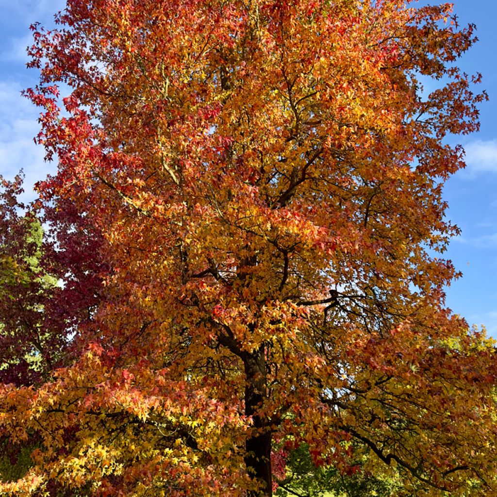Lännenambrapuu (siemenet) - Liquidambar styraciflua