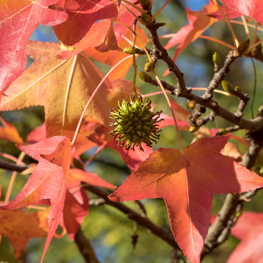 Lännenambrapuu (siemenet) - Liquidambar styraciflua