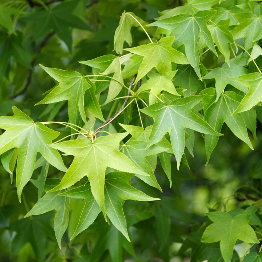 Lännenambrapuu (siemenet) - Liquidambar styraciflua