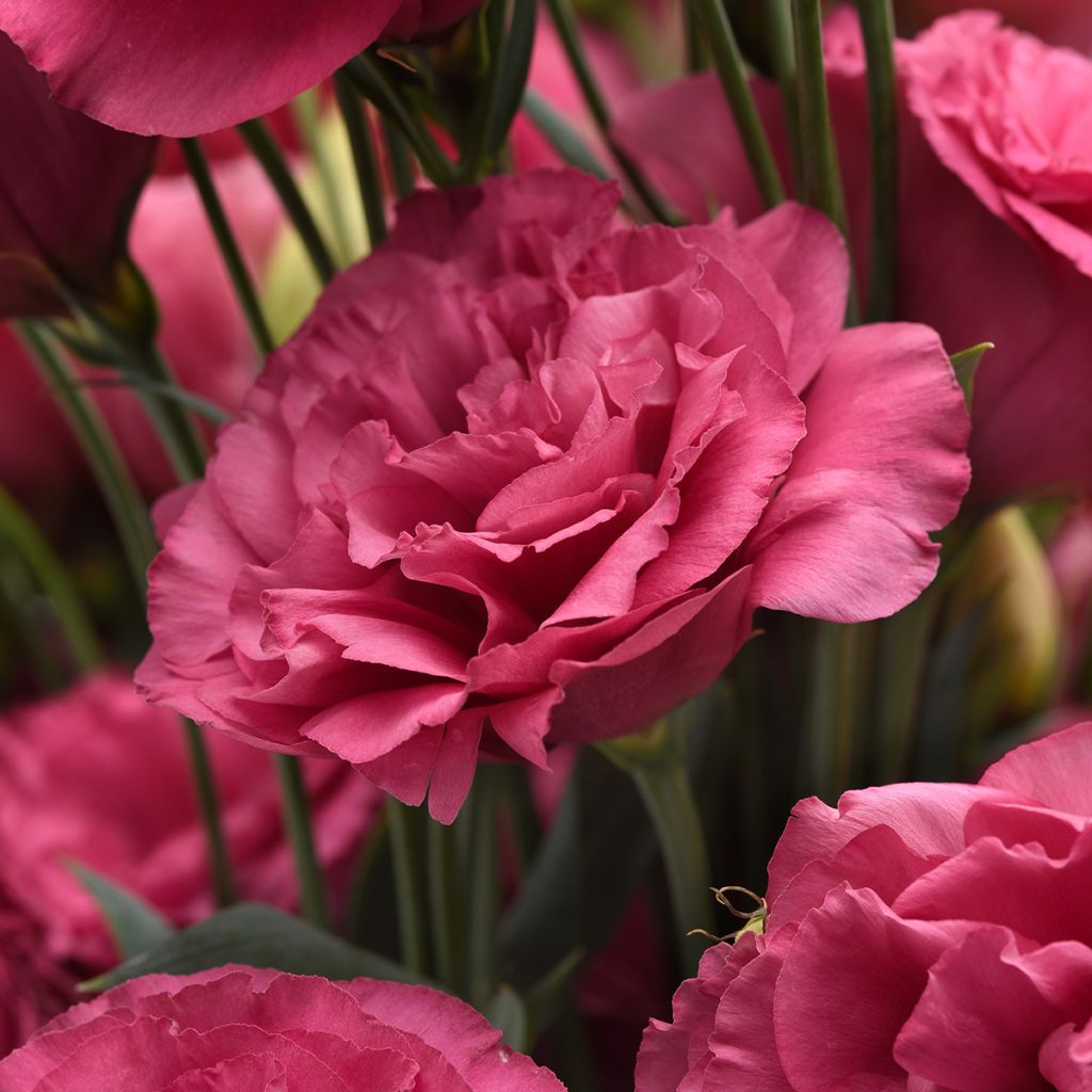 Lisianthus grandiflorum Can Can Carmine Rose