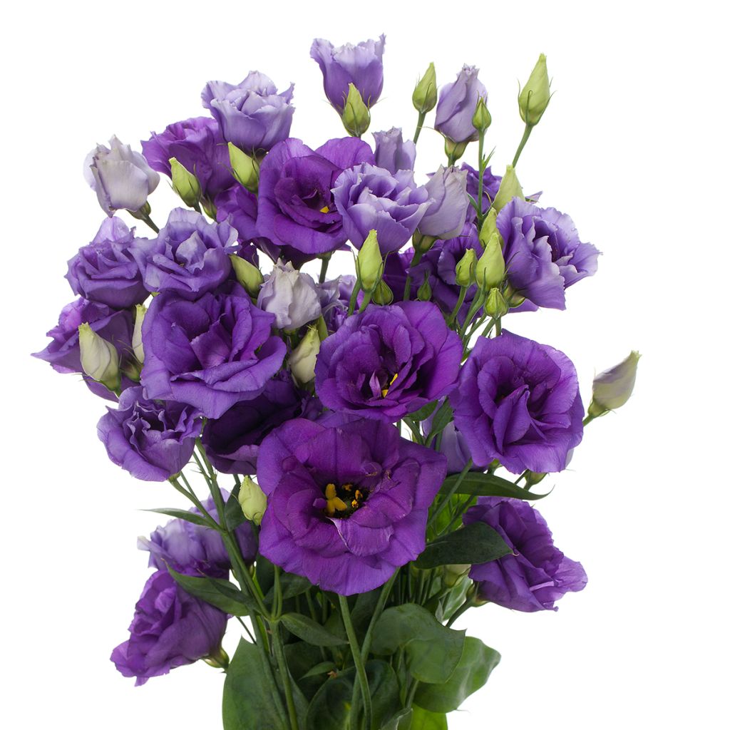 Preeriaeustoma Cessna Blue III F1 (pilleröidyt siemenet)