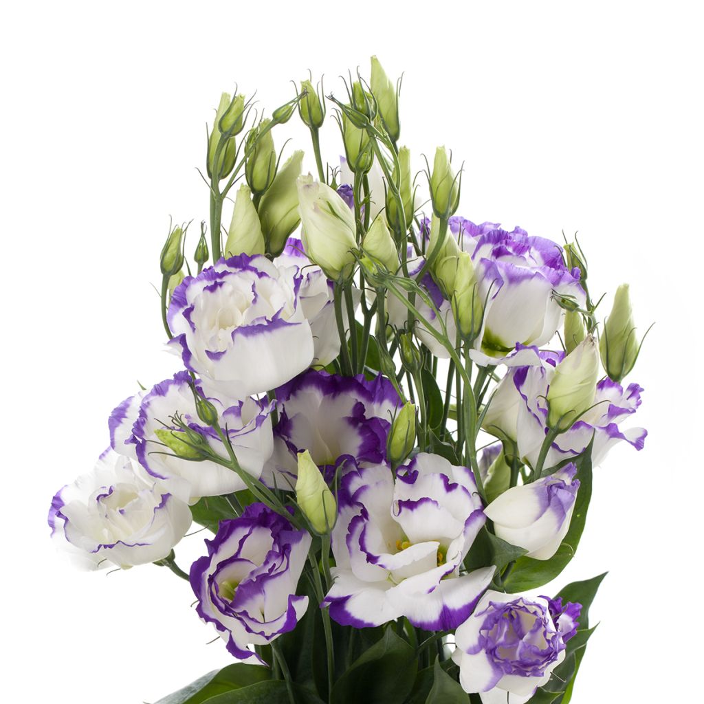 Preeriaeustoma Cessna Blue Picotee III F1 (pilleröidyt siemenet)