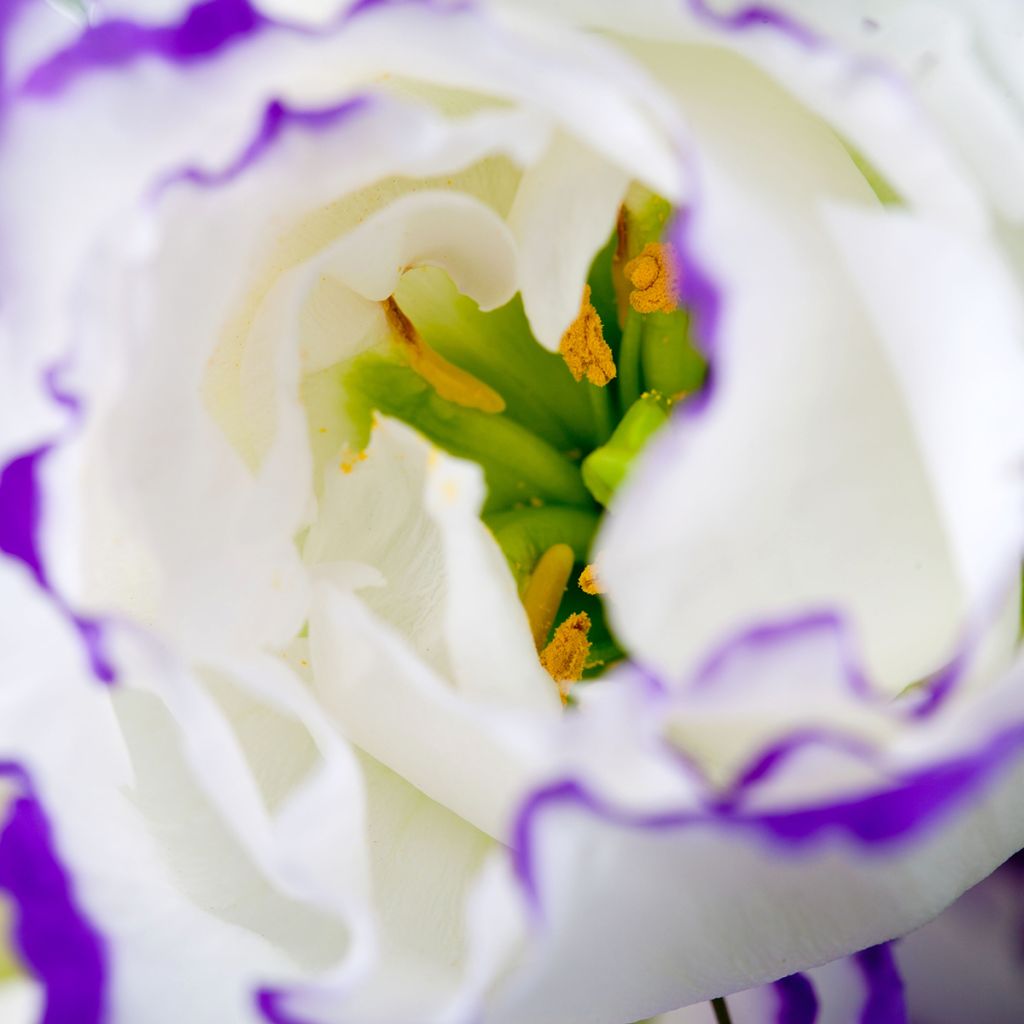 Preeriaeustoma Cessna Blue Picotee III F1 (pilleröidyt siemenet)