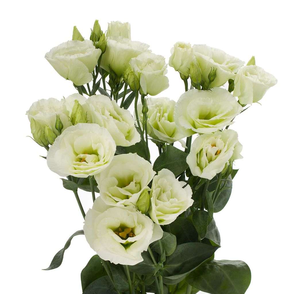 Preeriaeustoma Cessna Green III F1 (pilleröidyt siemenet)