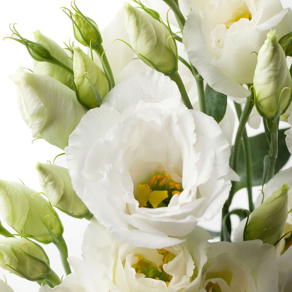 Preeriaeustoma Cessna Pure White III F1 (pilleröidyt siemenet)