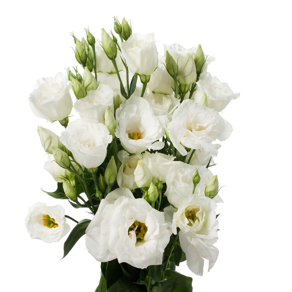 Preeriaeustoma Cessna Pure White III F1 (pilleröidyt siemenet)