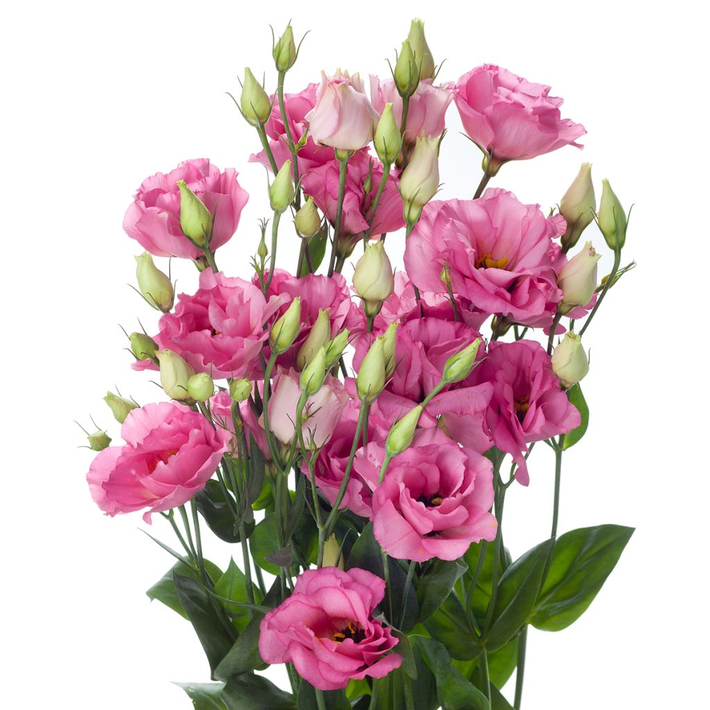 Preeriaeustoma Cessna Rose III F1 (pilleröidyt siemenet)