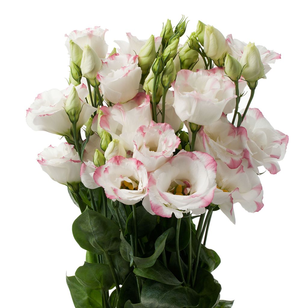 Preeriaeustoma Cessna Rose Picotee III F1 (pilleröidyt siemenet)