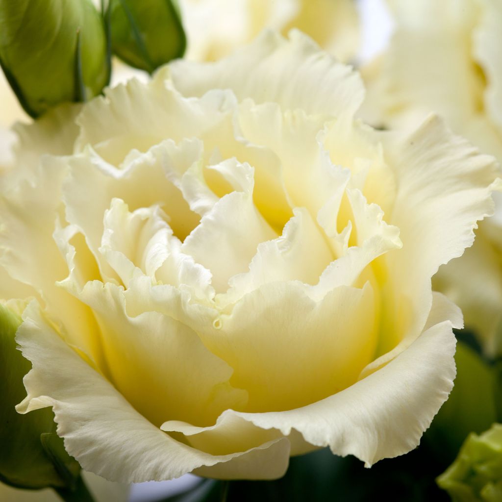 Preeriaeustoma Cessna Yellow III F1 (pilleröidyt siemenet)