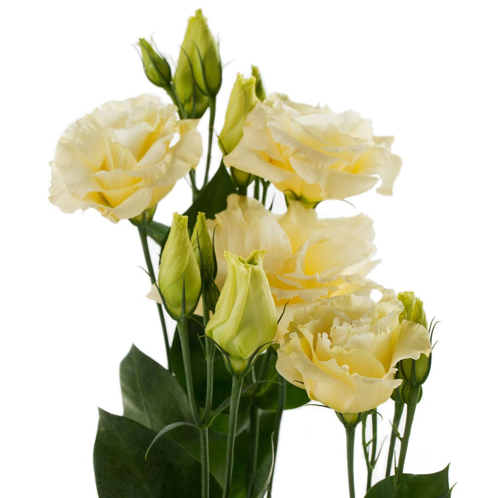 Preeriaeustoma Cessna Yellow III F1 (pilleröidyt siemenet)