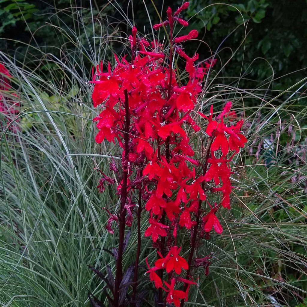 Tarhalobelia Queen Victoria (siemenet)