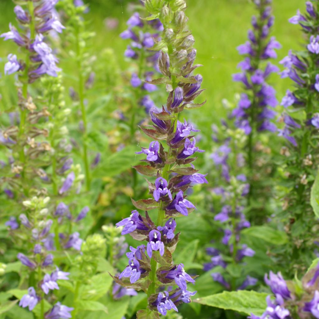 Tähkälobelia Clear Blue (siemenet)