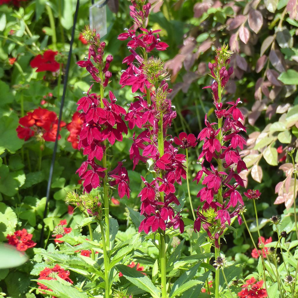 Tarhalobelia Fan Burgundy (siemenet)