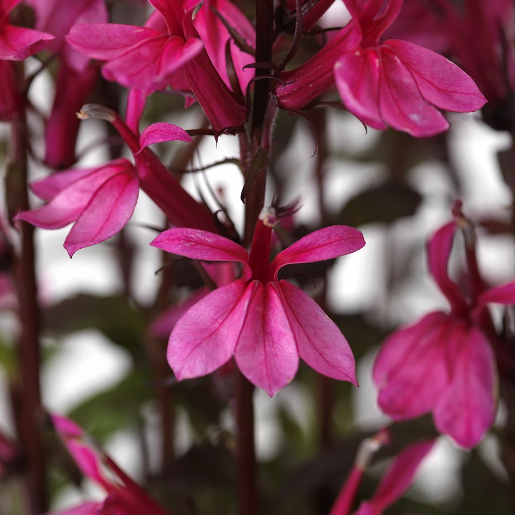 Tarhalobelia Starship Rose (siemenet)