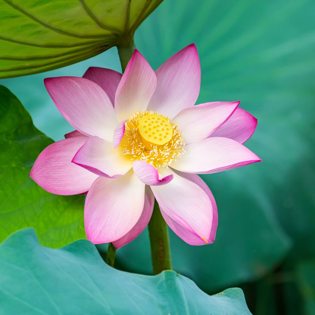 Intianlootus (siemenet) - Nelumbo nucifera