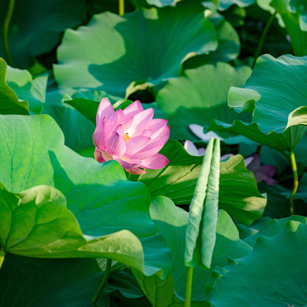 Intianlootus (siemenet) - Nelumbo nucifera