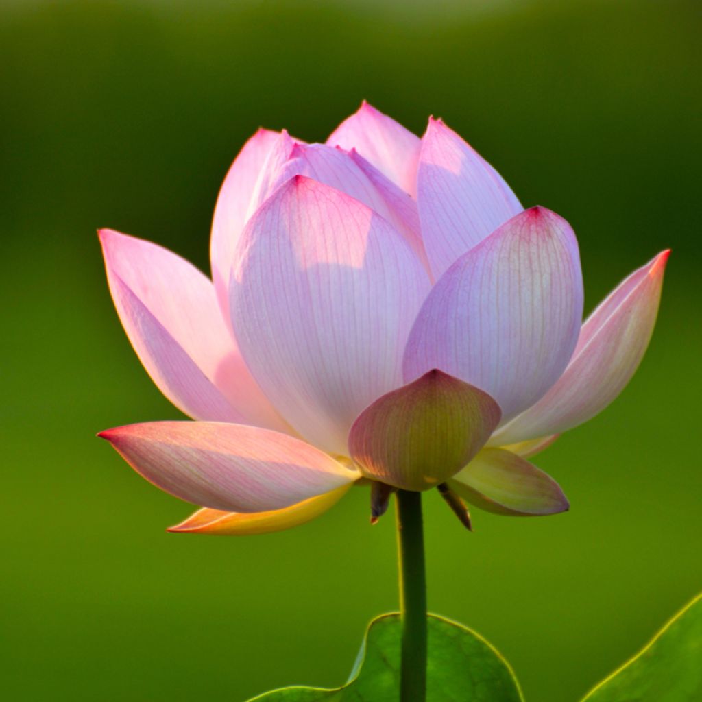Intianlootus (siemenet) - Nelumbo nucifera