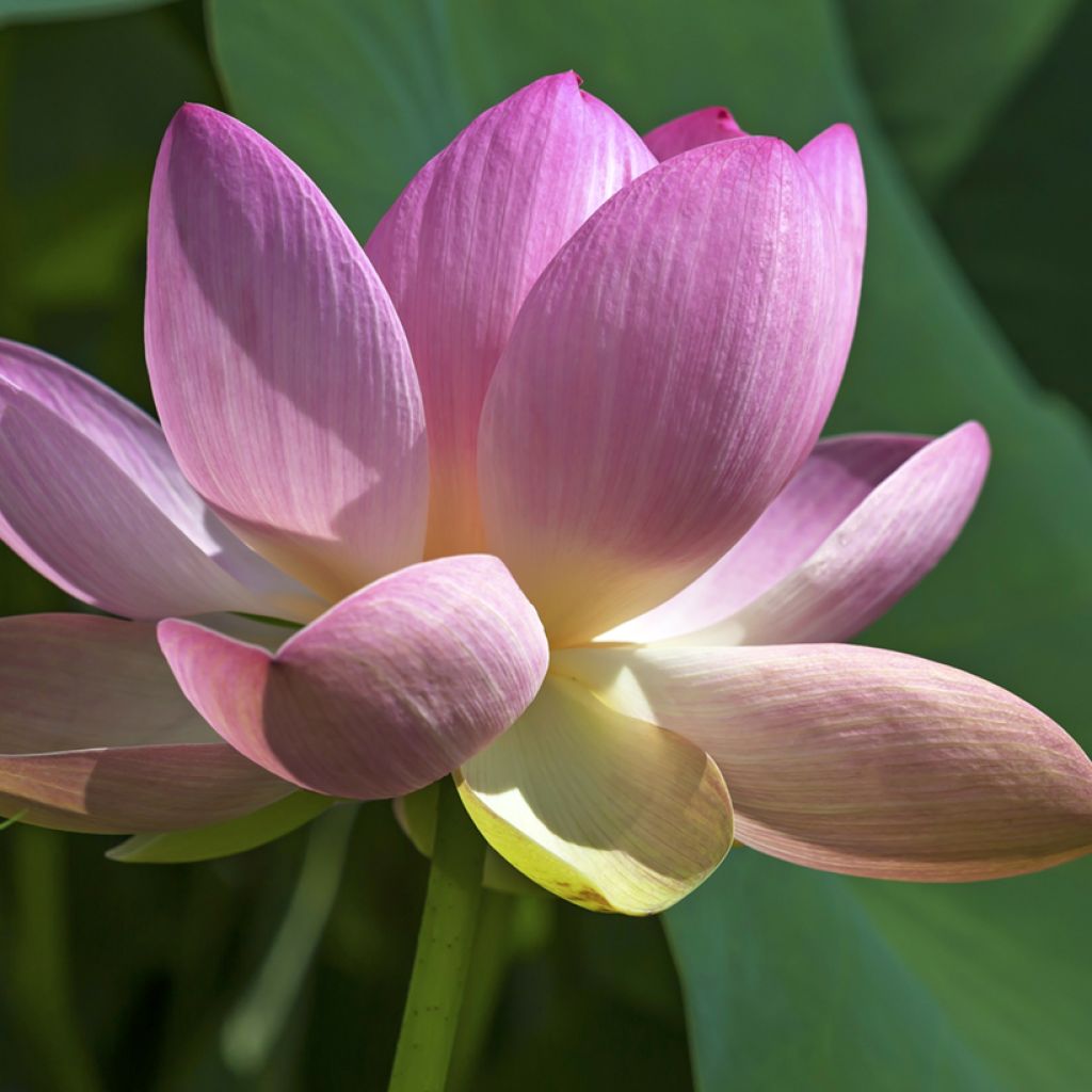 Intianlootus (siemenet) - Nelumbo nucifera