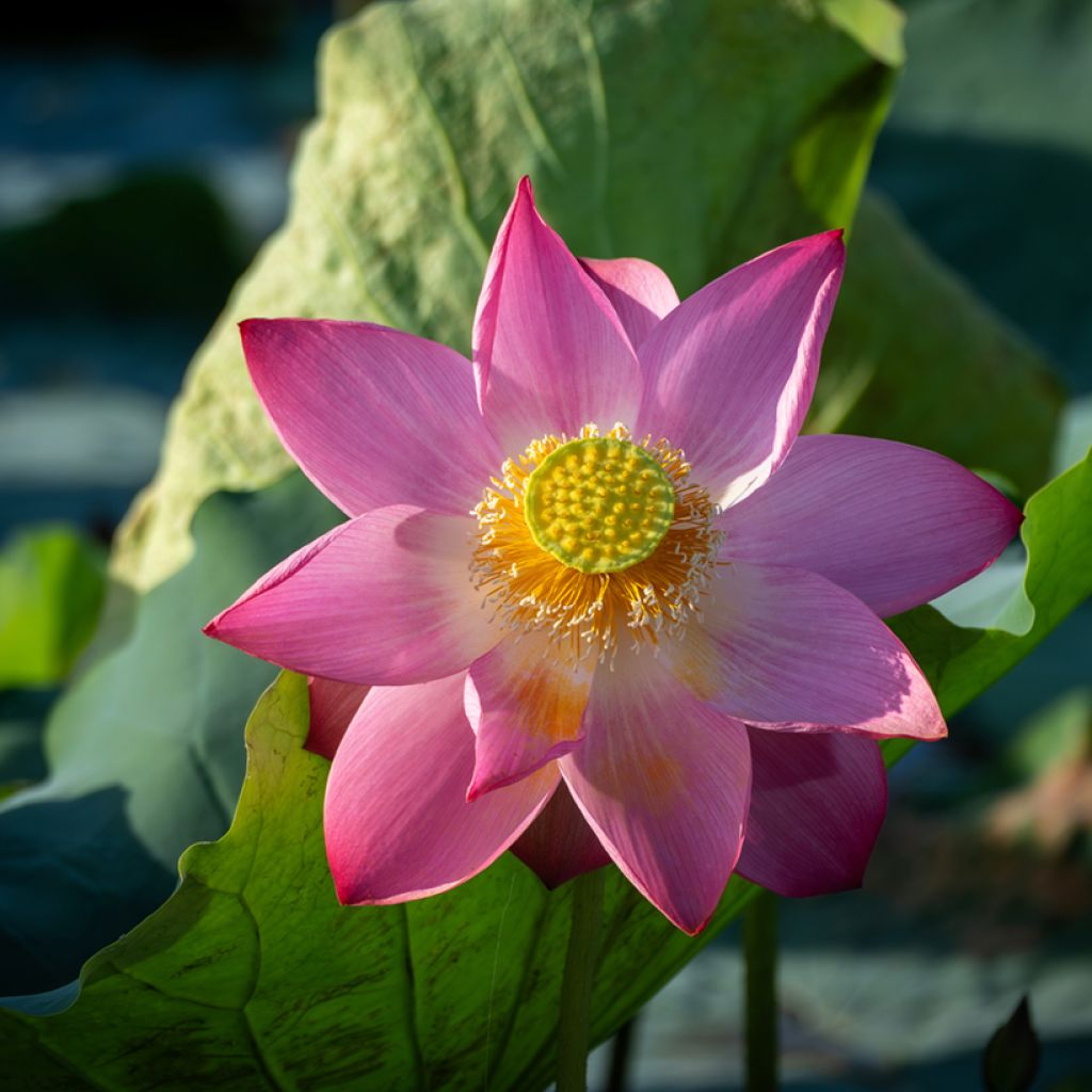 Intianlootus (siemenet) - Nelumbo nucifera
