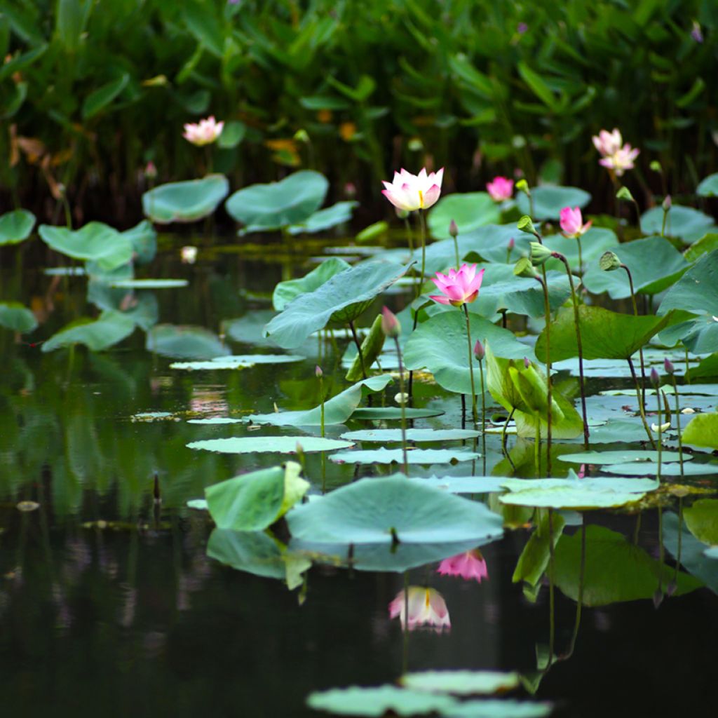 Intianlootus (siemenet) - Nelumbo nucifera