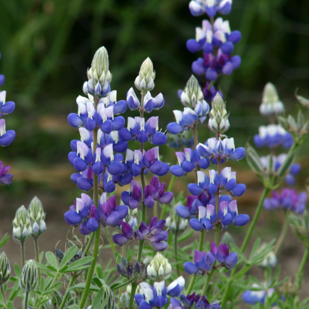 Komealupiini (siemenet) - Lupinus nanus