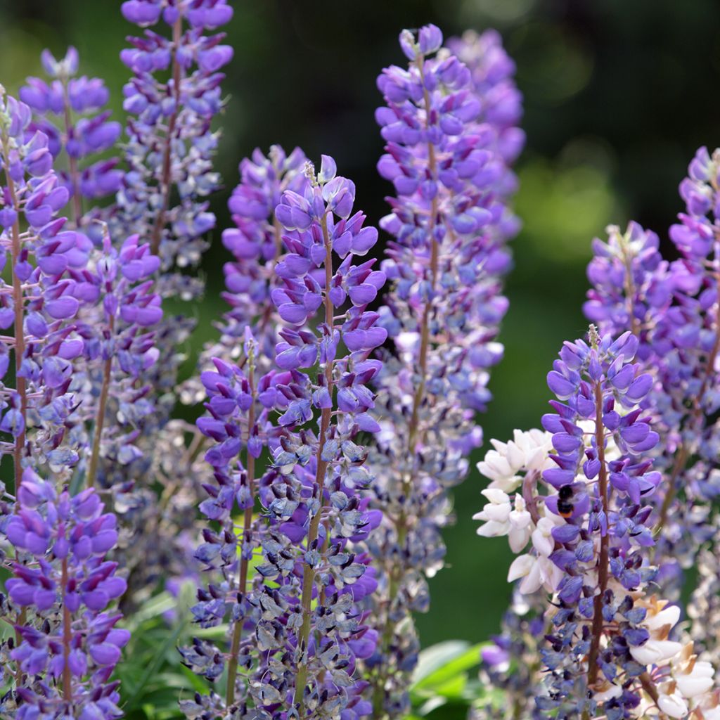 Komealupiini (siemenet) - Lupinus perennis