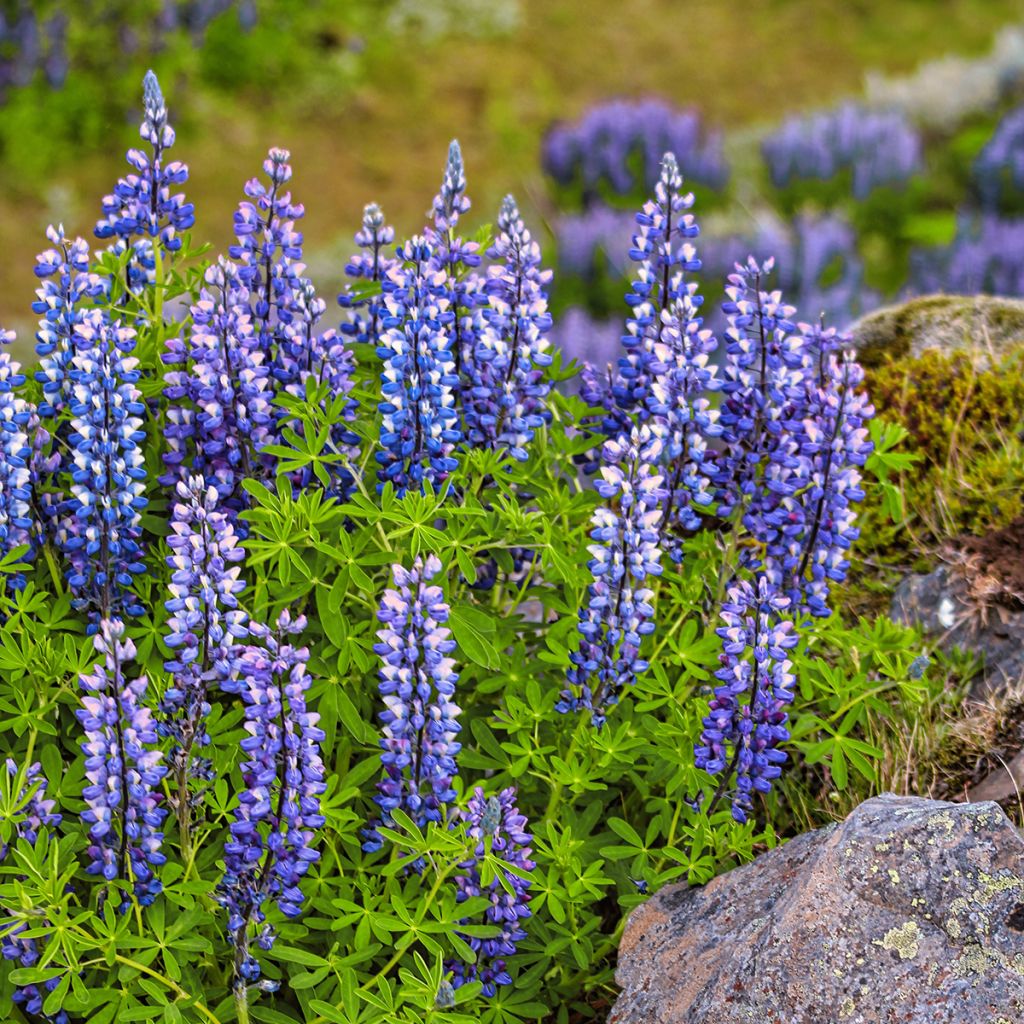 Komealupiini (siemenet) - Lupinus perennis