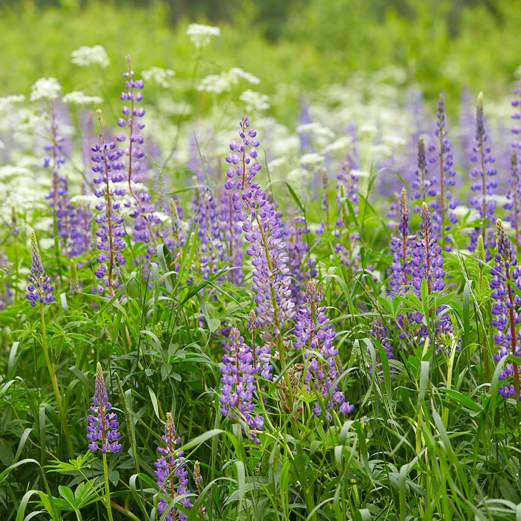 Komealupiini (siemenet) - Lupinus perennis