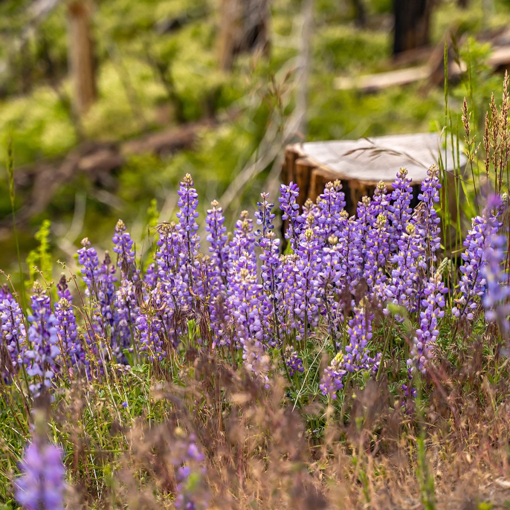 Komealupiini (siemenet) - Lupinus perennis