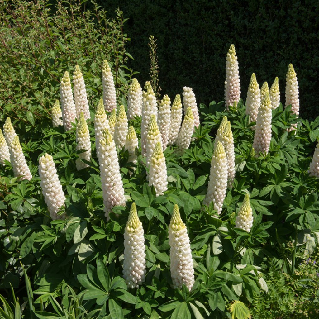 Komealupiini Russell Hybrids Noble Maiden (siemenet)