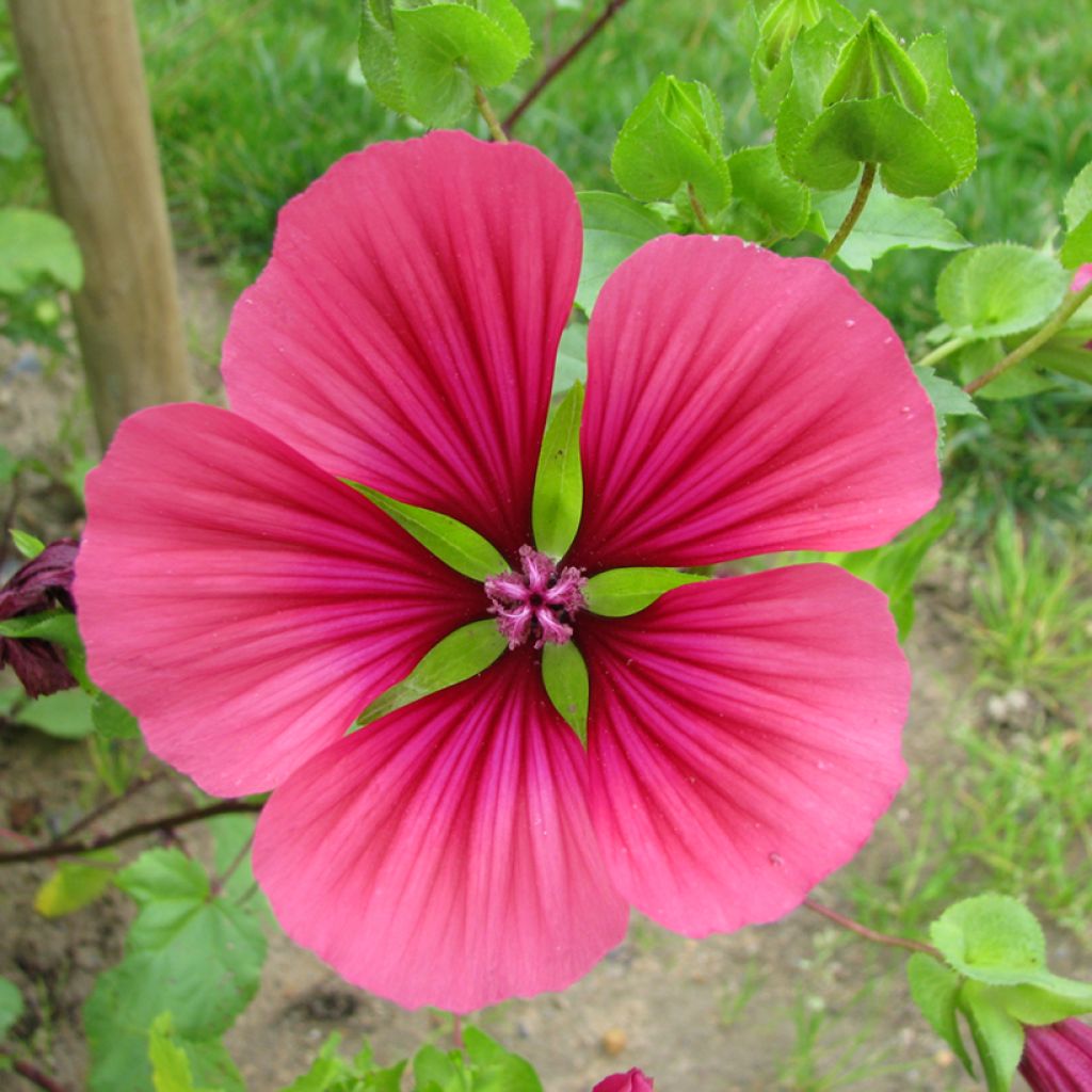 Maloppi Mix Purple luomu (siemenet)