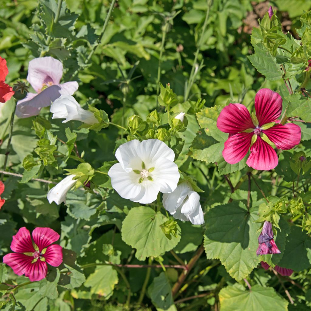 Maloppi blanche (siemenet)