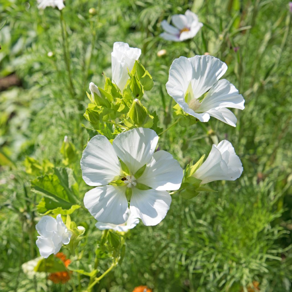 Maloppi blanche (siemenet)