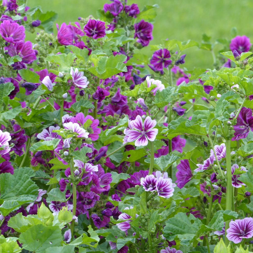 Kiiltomalva Purple Zebra Mix (Mauritiana & Zebrina) (siemenet)