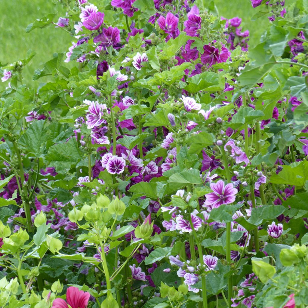 Kiiltomalva Purple Zebra Mix (Mauritiana & Zebrina) (siemenet)