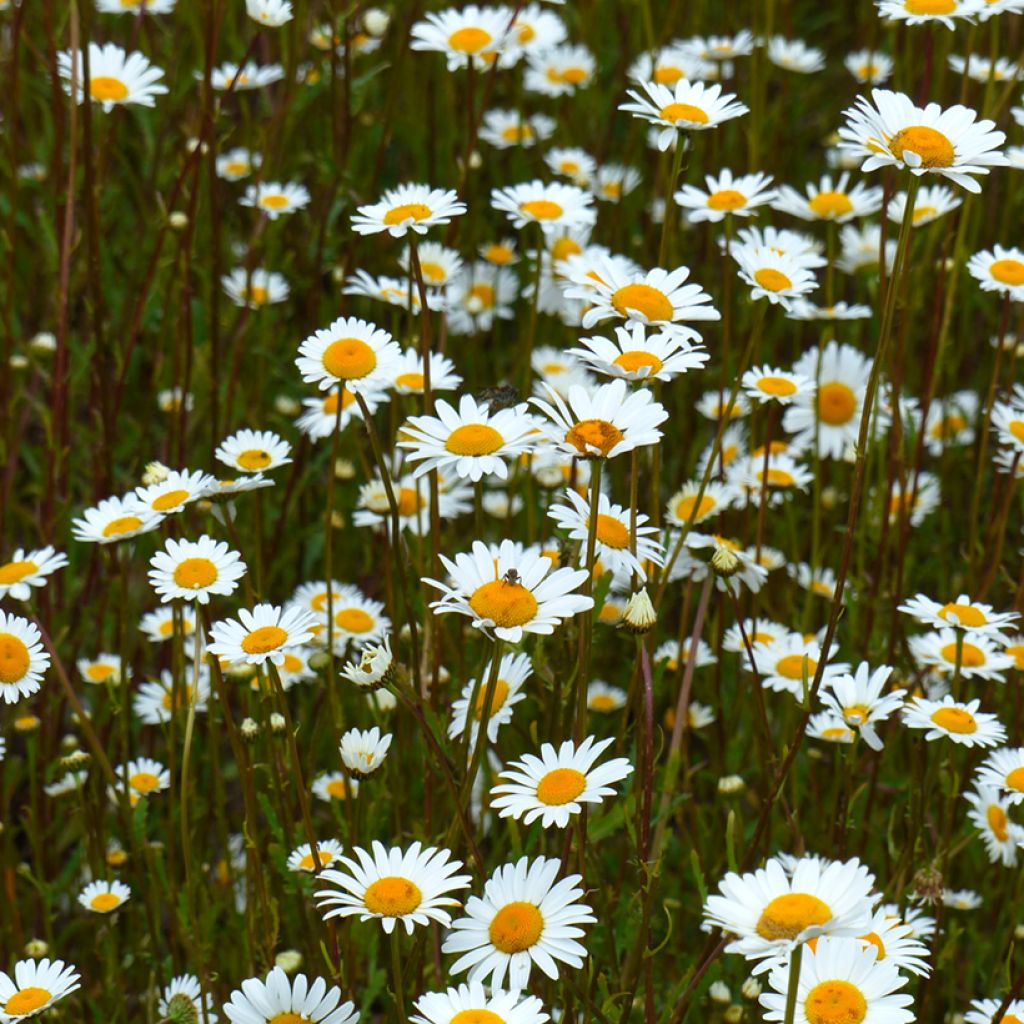 Päivänkakkara luomu (siemenet) - Leucanthemum vulgare