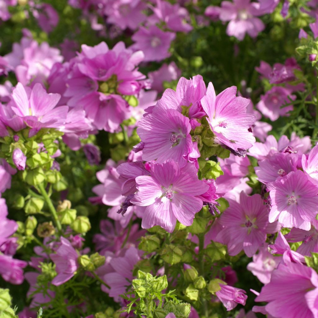 Myskimalva Rosea (siemenet)