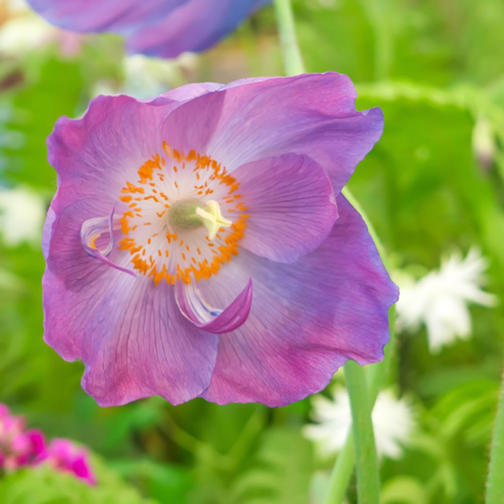 Sinivaleunikko Hensol Violet (siemenet)